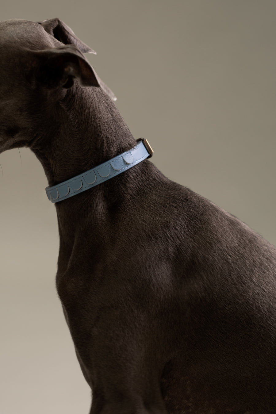 Collar Scales | Bleu Ciel