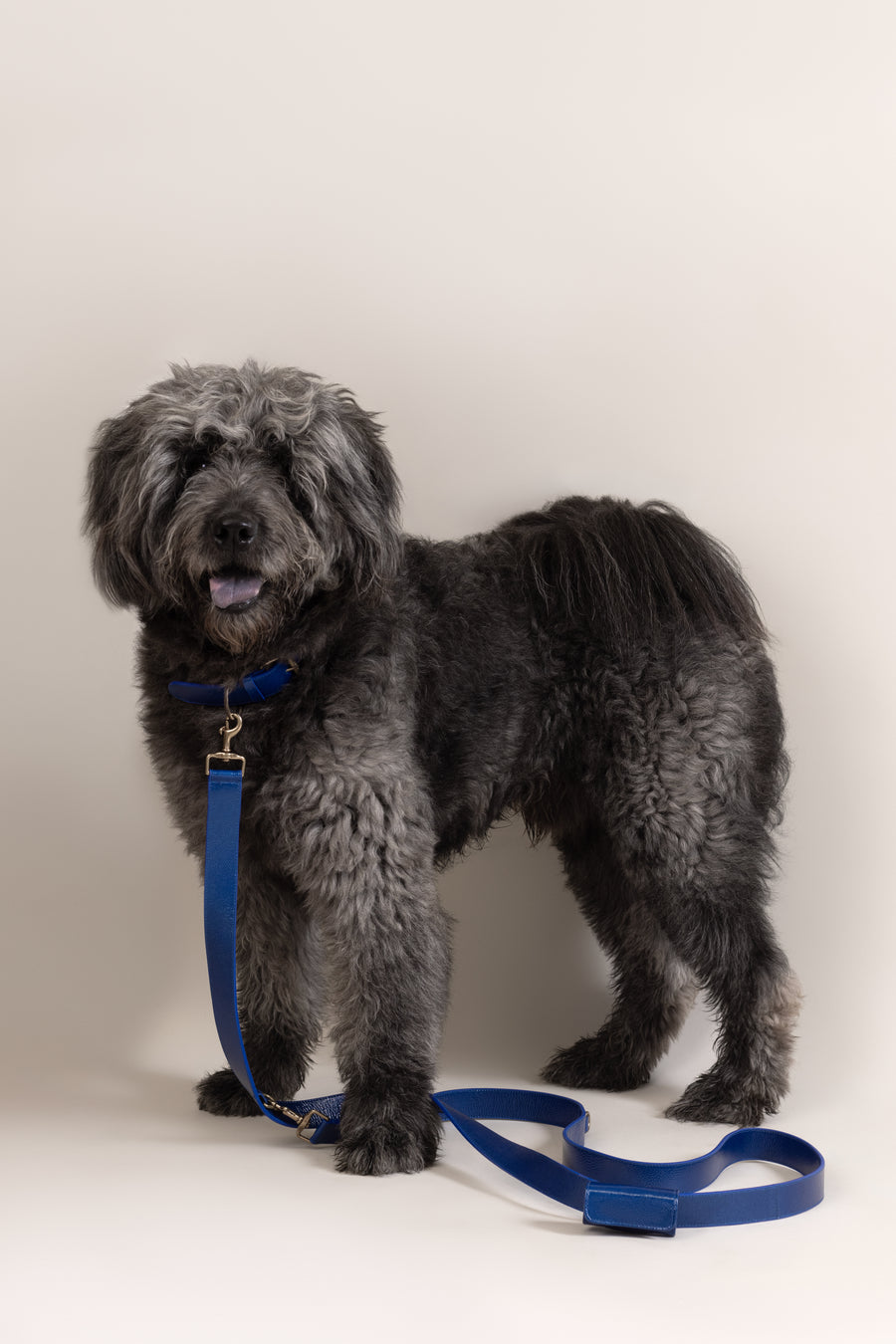 Leash | Sapphire